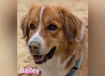 Bailey 04/24 - charakterstarke Hündin sucht neues Zuhause