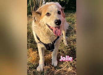 Jolie, 08/24 - ruhige Begleiterin sucht ihre Menschen