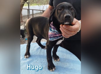 Hugo - sozial und verschmust