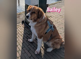Bailey 04/24 - charakterstarke Hündin sucht neues Zuhause
