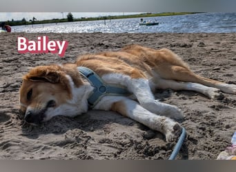 Bailey 04/24 - charakterstarke Hündin sucht neues Zuhause
