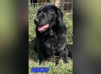 Pancho, 10/22 - schwarzes Bärchen sucht Familie