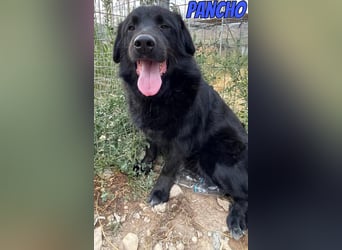 Pancho, 10/22 - schwarzes Bärchen sucht Familie