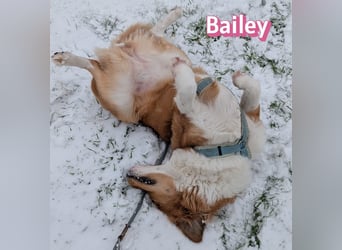 Bailey 04/24 - charakterstarke Hündin sucht neues Zuhause