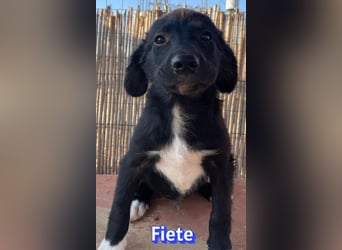 Fiete, 05/26 - süßer Wuschel sucht Familie