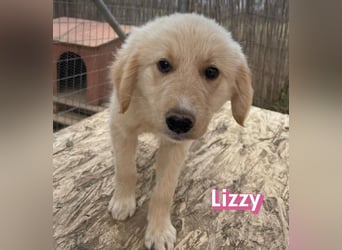 Lizzy, 02/26 - sucht eine schöne Kindheit