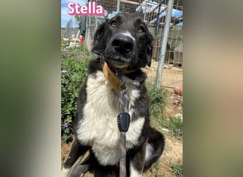 Stella, 01/24 - schüchterne Maus sucht Familie