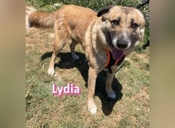 Lydia, 05/23 - gemütliche Schmusemaus sucht Familie
