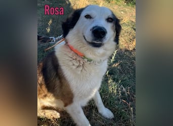 Rosa, 12/23 - sanfte Seele sucht Zuhause