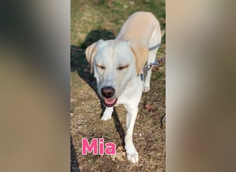 Mia - sozial, aktiv und verschmust; Notfall!!!