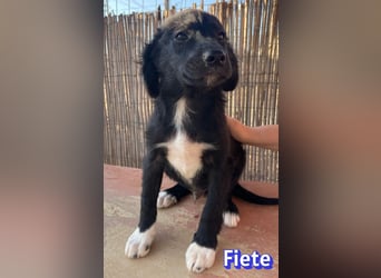 Fiete, 05/26 - süßer Wuschel sucht Familie