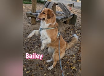 Bailey 04/24 - charakterstarke Hündin sucht neues Zuhause