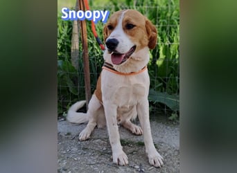 Snoopy, 04/25 - sucht seinen Charlie Brown