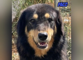 Paco, 10/22 - hübscher Rüde sucht 2te Chance