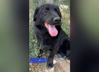 Pancho, 10/22 - schwarzes Bärchen sucht Familie
