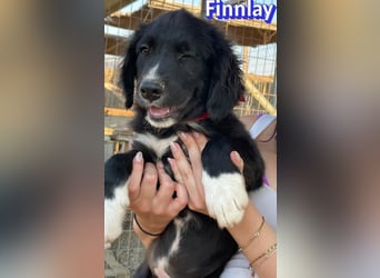 Finnlay, 05/26 - Schwarzköpfchen sucht Familie