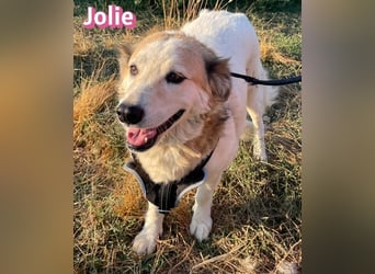 Jolie, 08/24 - ruhige Begleiterin sucht ihre Menschen