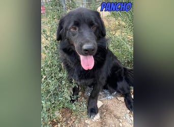 Pancho, 10/22 - schwarzes Bärchen sucht Familie