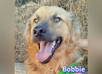 Bobbie, 08/23 - treuer Wuschel sucht Familie
