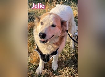 Jolie, 08/24 - ruhige Begleiterin sucht ihre Menschen