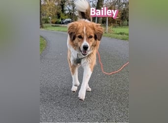 Bailey 04/24 - charakterstarke Hündin sucht neues Zuhause