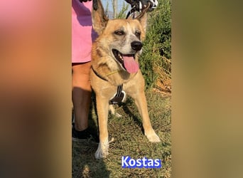 Kostas, 08/20 - ruhiger Rüde sucht Familie
