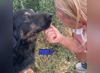 Pablo, 10/22 - ruhiger Rüde sucht Familie