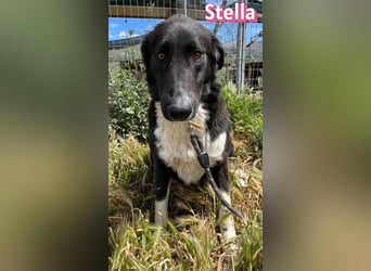 Stella, 01/24 - schüchterne Maus sucht Familie
