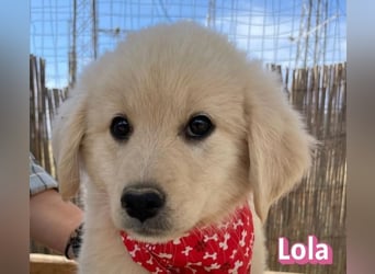 Lola, 02/26 - Wuschelchen sucht Körbchen