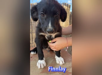Finnlay, 05/26 - Schwarzköpfchen sucht Familie