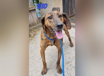 Vito, 10/24 - lieber Eyecatcher sucht Familie