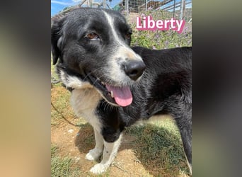 Liberty, 09/21 - treue Hündin sucht ihre Menschen
