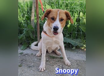 Snoopy, 04/25 - sucht seinen Charlie Brown