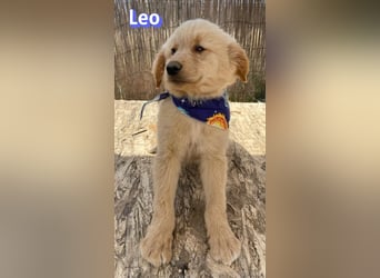 Leo, 02/26 - Zukunft gesucht