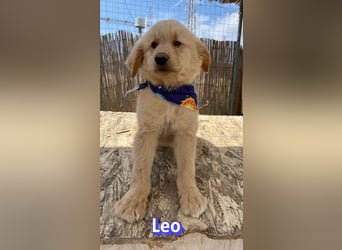 Leo, 02/26 - Zukunft gesucht
