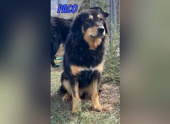 Paco, 10/22 - hübscher Rüde sucht 2te Chance