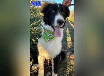 Paul, 10/25 - süßer Plüscher sucht Familie