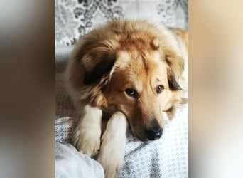 Pepper sucht ein neues Zuhause