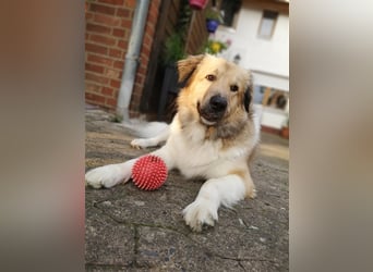 Pepper sucht ein neues Zuhause