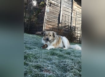 Pepper sucht ein neues Zuhause