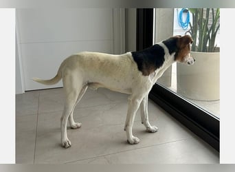 Max (LR) ein guter, ruhiger, edler Bube
