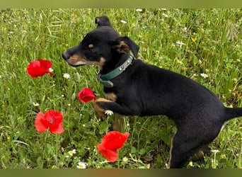 Baden (LR) kleiner Herzensbrecher auf 4 Pfoten