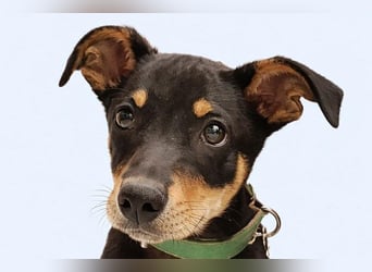 Baden (LR) kleiner Herzensbrecher auf 4 Pfoten