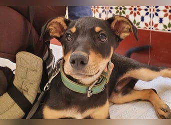 Baden (LR) kleiner Herzensbrecher auf 4 Pfoten