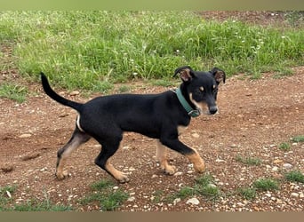 Baden (LR) kleiner Herzensbrecher auf 4 Pfoten