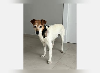 Max (LR) ein guter, ruhiger, edler Bube