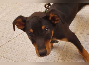 Baden (LR) kleiner Herzensbrecher auf 4 Pfoten