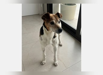 Max (LR) ein guter, ruhiger, edler Bube