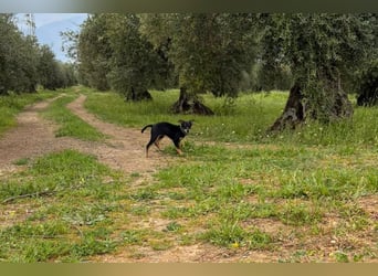Baden (LR) kleiner Herzensbrecher auf 4 Pfoten