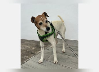 Max (LR) ein guter, ruhiger, edler Bube